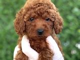 Tuvalet Eği̇ti̇mli̇ Poodle Bebekler