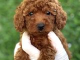 Tuvalet Eği̇ti̇mli̇ Poodle Bebekler