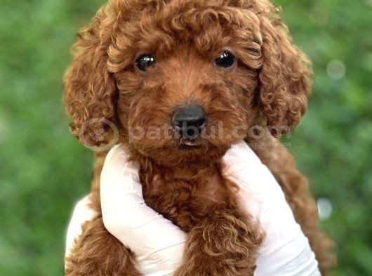 TUVALET EĞİTİMLİ POODLE BEBEKLER