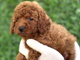 Tuvalet Eği̇ti̇mli̇ Poodle Bebekler