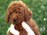 Tuvalet Eği̇ti̇mli̇ Poodle Bebekler