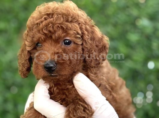 Tuvalet Eği̇ti̇mli̇ Poodle Bebekler görsel