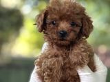 Sevi̇mli̇ Poodle Yavrulari