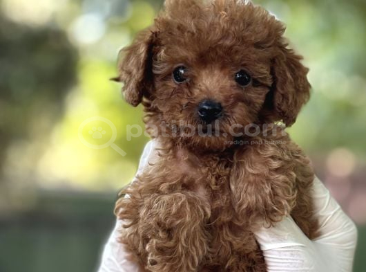 SEVİMLİ POODLE YAVRULARI