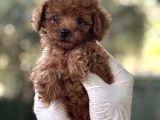 Sevi̇mli̇ Poodle Yavrulari