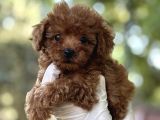 Sevi̇mli̇ Poodle Yavrulari