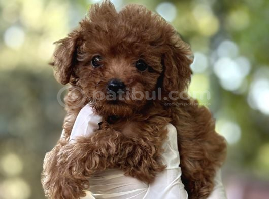 Sevi̇mli̇ Poodle Yavrulari görsel