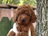 Göz Kamaştiran Poodle