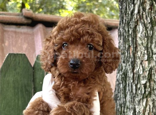 Göz Kamaştiran Poodle görsel