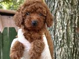 Göz Kamaştiran Poodle