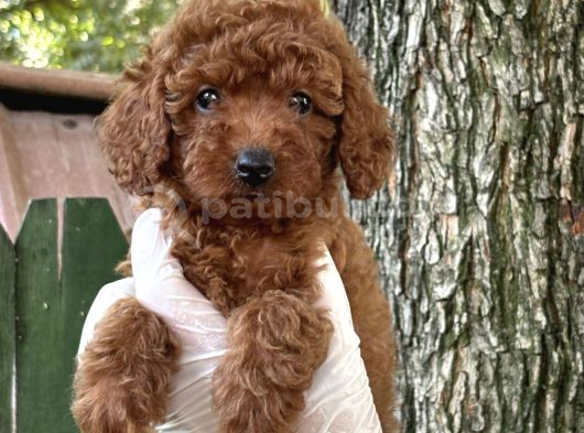 GÖZ KAMAŞTIRAN POODLE