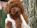 Göz Kamaştiran Poodle
