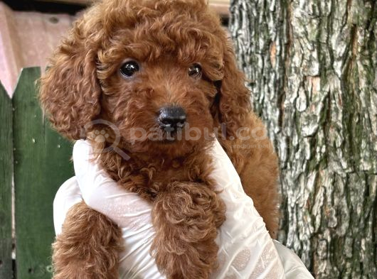 Göz Kamaştiran Poodle görsel