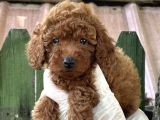 Göz Kamaştiran Poodle