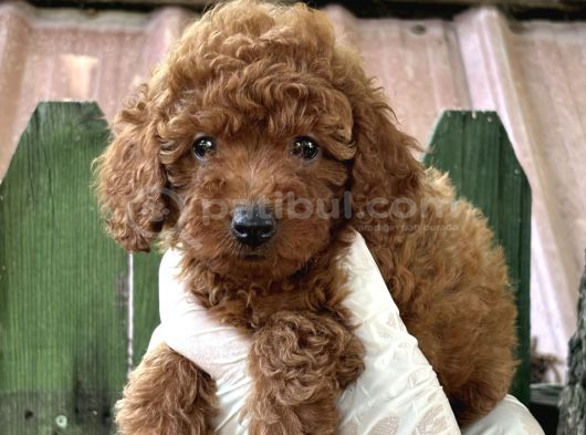 Göz Kamaştiran Poodle görsel