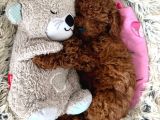 Özel Görünüşlü Poodle Yavru