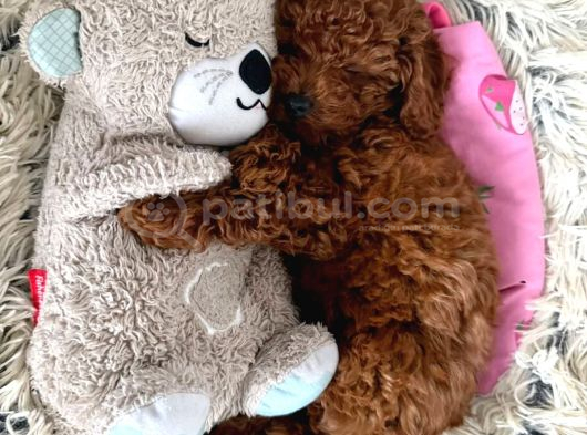 Özel Görünüşlü Poodle Yavru görsel