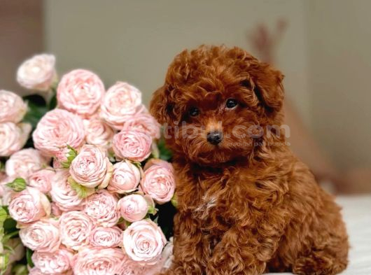 ÖZEL GÖRÜNÜŞLÜ POODLE YAVRU