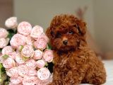 Güzelli̇k Abi̇desi̇ Poodle