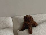 Zari̇f Görünüşlü Poodle Yavru