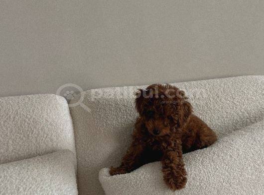 ZARİF GÖRÜNÜŞLÜ POODLE YAVRU