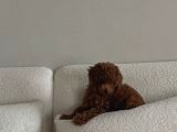 Oyuncu Sevecen Ve Birbirinden Tatlı Poodle Yavrular