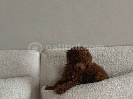 Oyuncu Sevecen ve Birbirinden Tatlı Poodle Yavrular