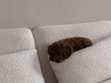 Oyuncu Sevecen Ve Birbirinden Tatlı Poodle Yavrular