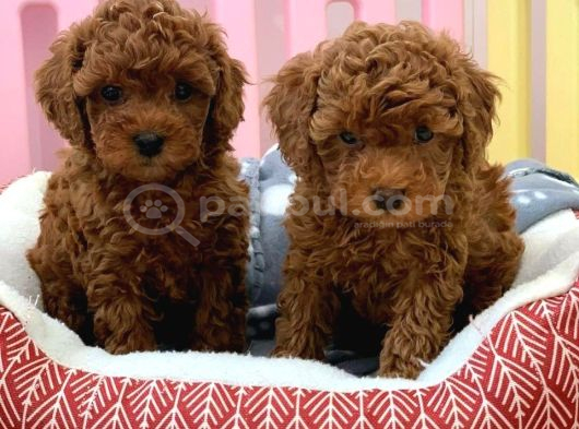 POODLEIN EN ZARİF HALİ