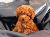 Poodlein En Zari̇f Hali̇