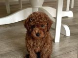 Poodlein En Zari̇f Hali̇