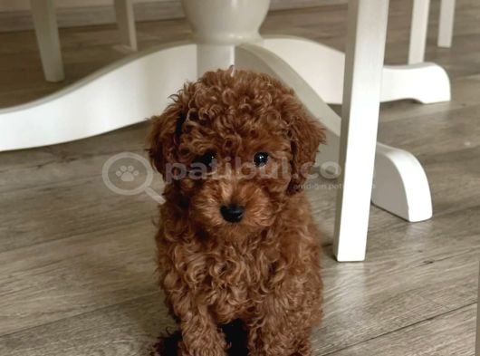 Poodlein En Zari̇f Hali̇ görsel
