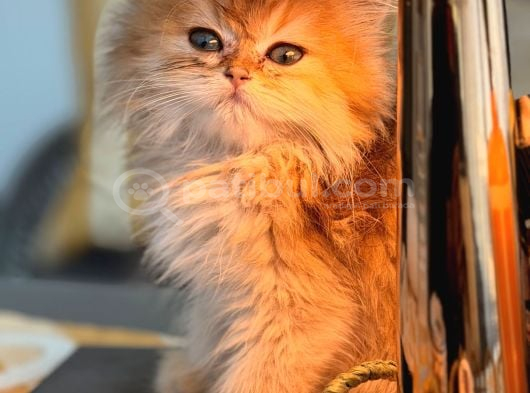Ny 12 Golden british longhair