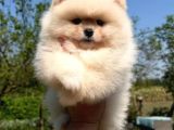 Ayıcık Tadında Pomeranian Yavrular