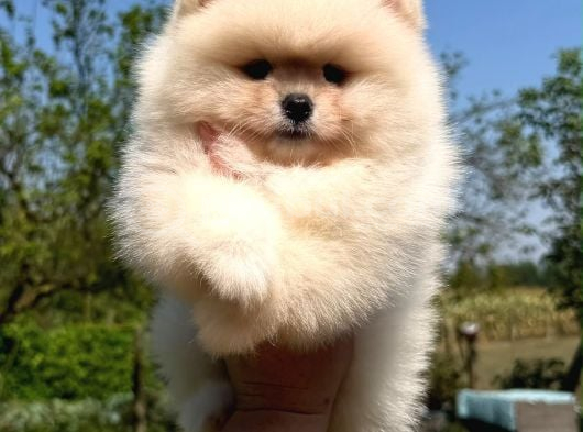 Ayıcık Tadında Pomeranian Yavrular