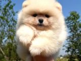 Ayıcık Tadında Pomeranian Yavrular