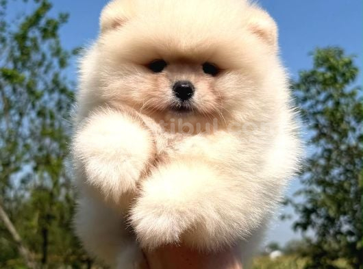 Ayıcık Tadında Pomeranian Yavrular görsel