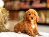 Poodle Partecoluer Yavrularımız