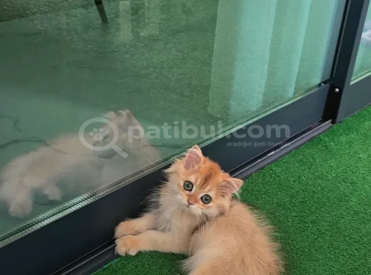 Ny 12 Golden British Longhair görsel
