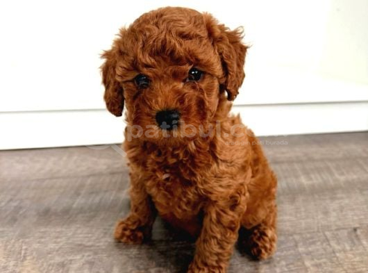BEBEK TOY POODLE