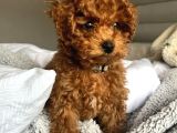 Bebek Toy Poodle