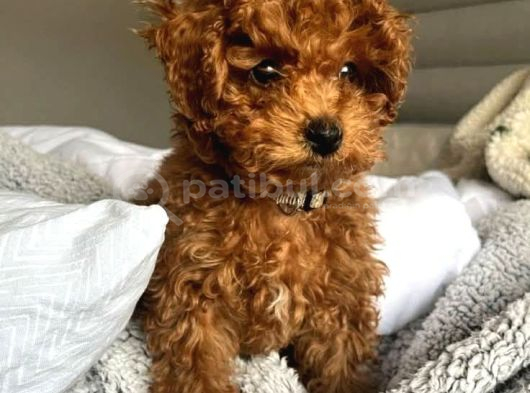 Bebek Toy Poodle görsel