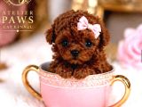 Kore Teacup Babadan Teacup Poodle Bebekler