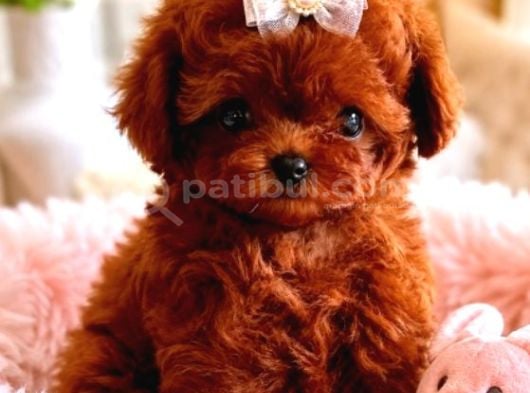 Kore teacup babadan teacup poodle bebekler
