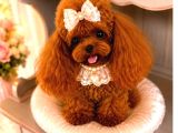 Kore Teacup Babadan Teacup Poodle Bebekler
