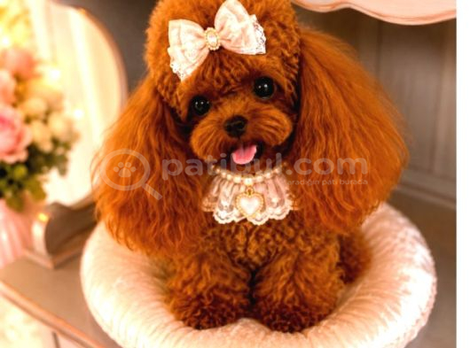Kore Teacup Babadan Teacup Poodle Bebekler görsel