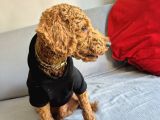 Minyatür Poodle