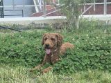 Minyatür Poodle