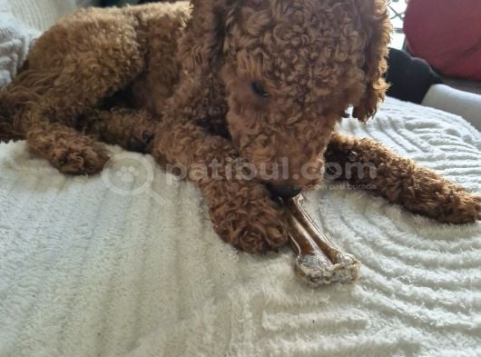 Minyatür Poodle görsel