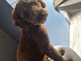 Minyatür Poodle